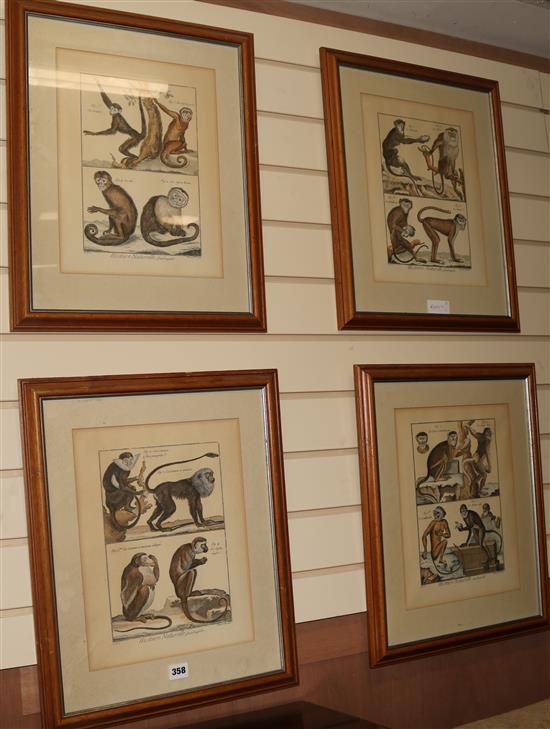 A set of four coloured etchings of monkeys, 36 x 26.5cm